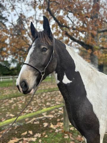 Cavalla Origine Non Constatata In vendita 2023 Pezzato