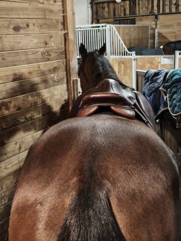 Sella mista Eric Thomas  17.5" - 2020