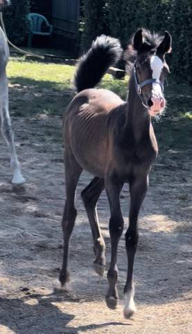 VENDO PULEDRINA PUROSANGUE ARABO