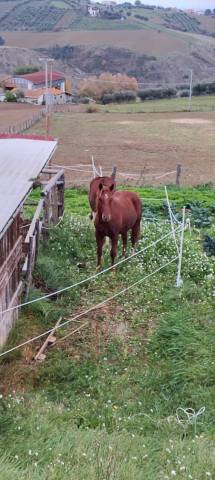 Vendo puledro figlio di ONE GUN