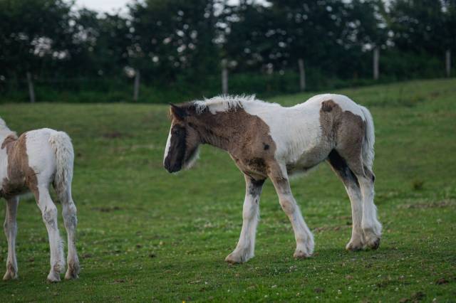 Puledra Gypsy Cob In vendita 2025 Pezzato