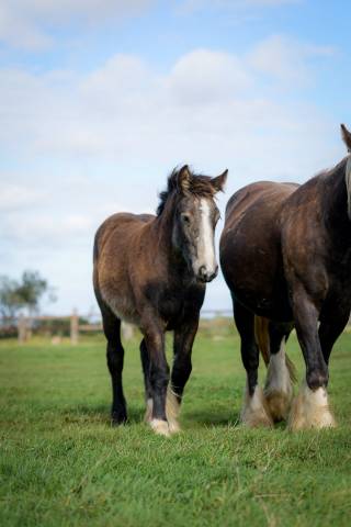 Puledra Gypsy Cob In vendita 2025 Isabella