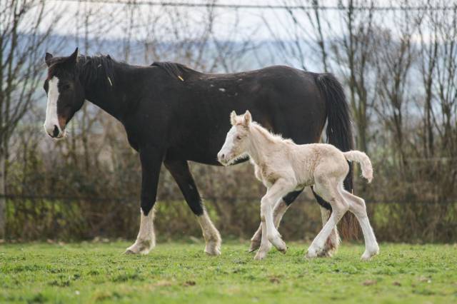 Puledra Gypsy Cob In vendita 2025 Palomino