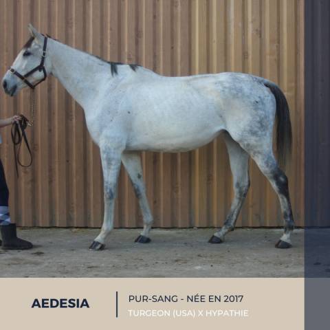 Cavalla Purosangue In vendita 2017 Grigio ,  TURGEON