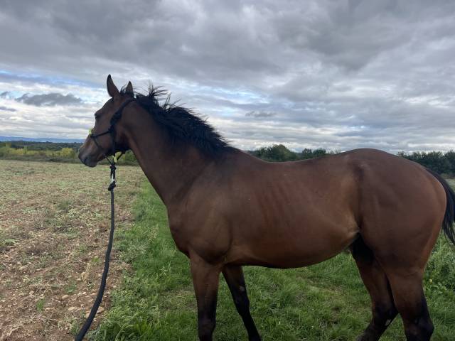 Castrone Purosangue In vendita 2019 Baio