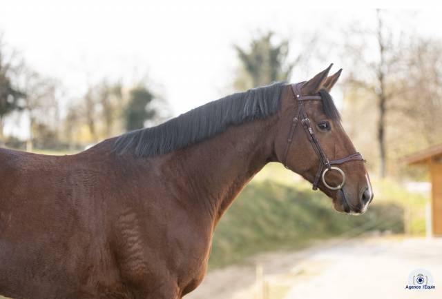 Castrone KWPN Cavallo da Sport Neerlandese In vendita 2019 Baio