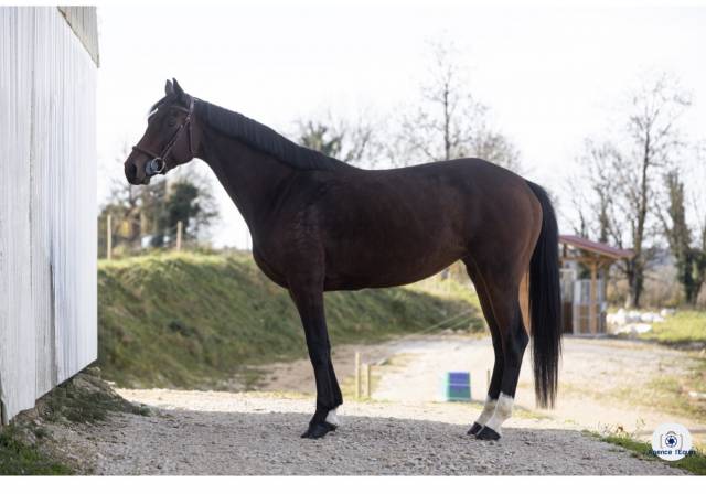 Cavalla KWPN Cavallo da Sport Neerlandese In vendita 2021 Baio scuro