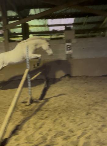 Cavalla Purosangue In vendita 2014 Grigio ,  Reliable Man