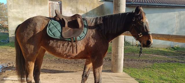 Sella da endurance Wintec  17.5" - 2024