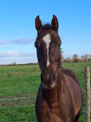 Cavalla Sella Francese In vendita 2023 Sauro brulé ,  D’avie