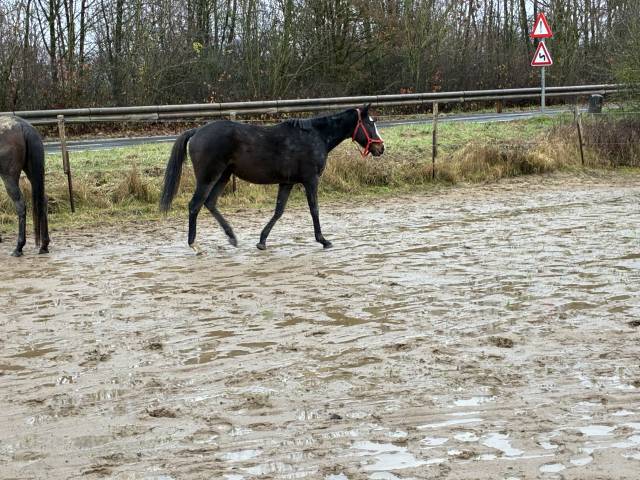 Cavalla Mezzo Sangue Irlandese In vendita 2019 Baio