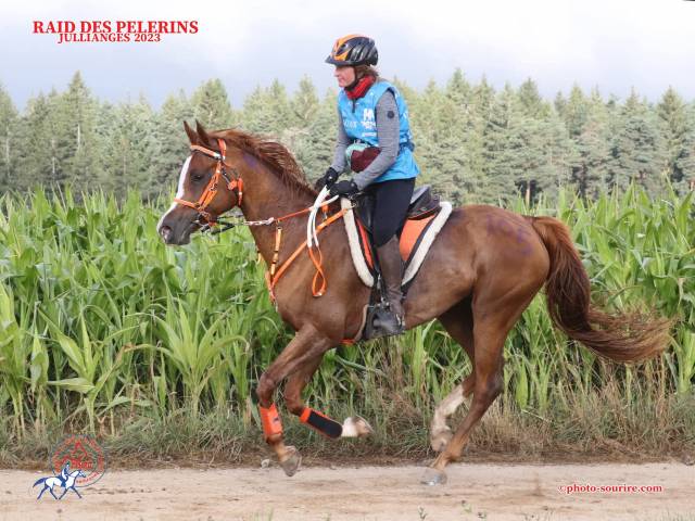 Cavalla Arabo In vendita 2016 Sauro ,  Valmysic de la rotja