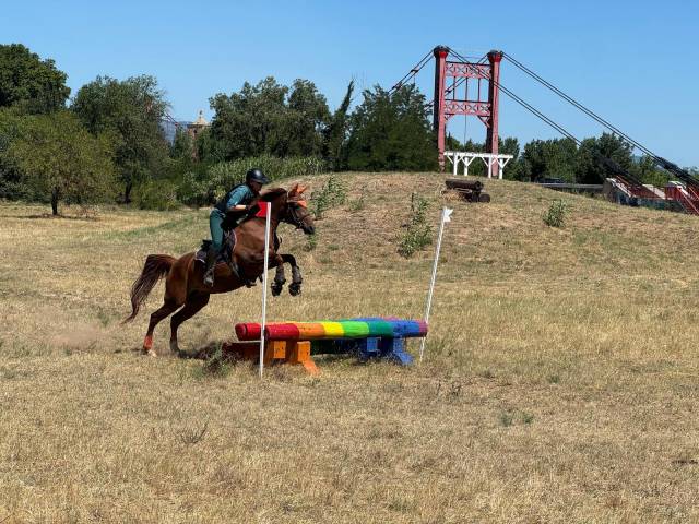 Cavalla Altre Razze di Pony In vendita 2014 Sauro ,  Oslo des ch&ecirc;nes