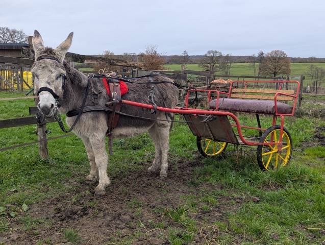 Asno Altre Razze di Asini In vendita 2025 Altro colore