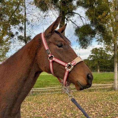 Cavalla AQPS In vendita 2023 Baio