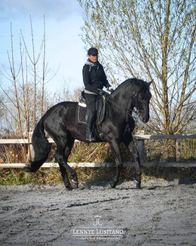 Stallone Lusitano In vendita 2017 Nero ,  Athos BF