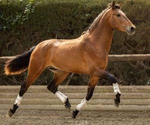 Intero PRE Andaluso In vendita 2022 Baio