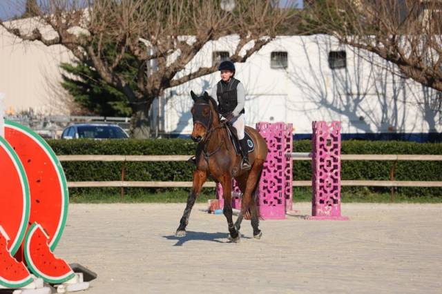 Castrone Sella Francese In vendita 2019 Baio