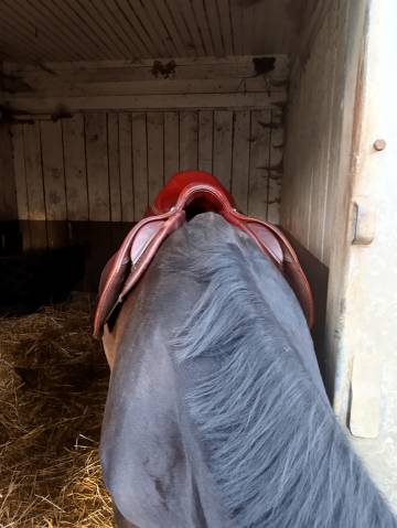 Sella da salto ostacoli CWD Se 02 18" - 2019