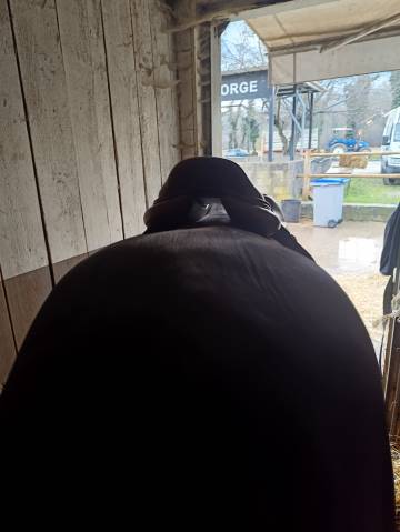 Sella da salto ostacoli CWD Se 02 18" - 2019