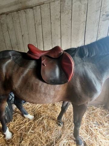 Sella da salto ostacoli CWD Se 02 18" - 2019