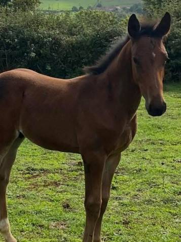 Puledro Sella Francese In vendita 2025 Baio ,  Halifax