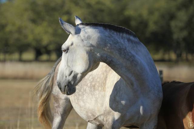 Fattrice Lusitano In vendita 2015 Grigio ,  OMEAGA MMV