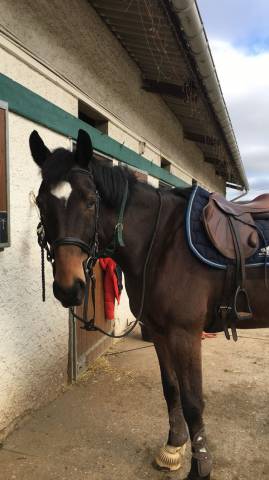 Sella da cross Eric Thomas  17.5" - 2015