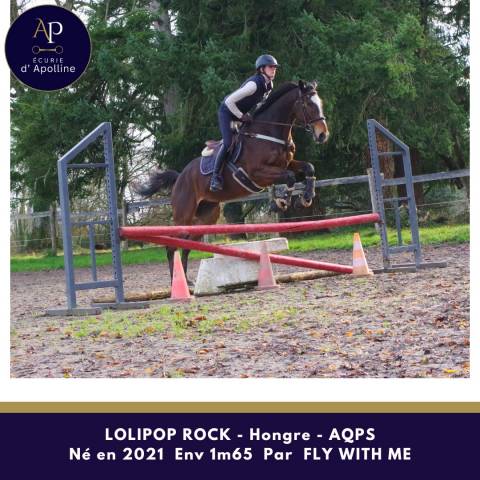 Castrone AQPS In vendita 2021 Baio