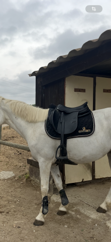 Sella mista Privil&egrave;ge Equitation  17.5" - 2022