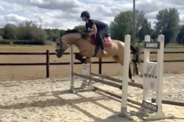 3,5 years old APPROVED stallion / stud CLEAN X-RAYS