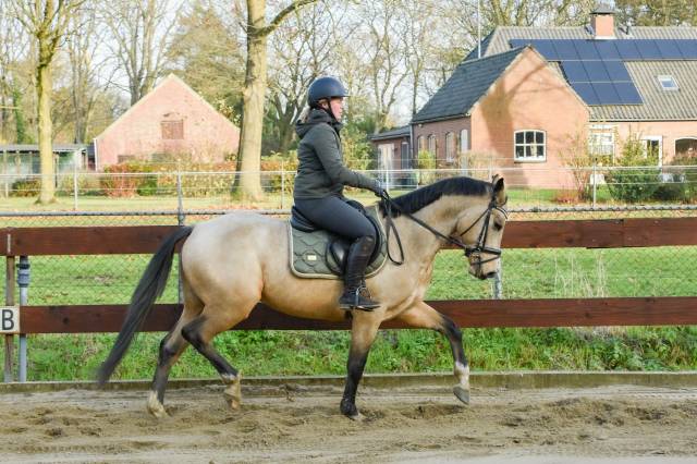 4 years old APPROVED stallion / stud CLEAN X-RAYS