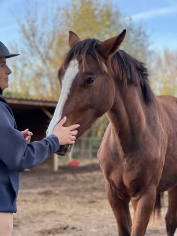 Puledra Zangersheide In vendita 2024 Baio ,  HEARTBREAKER