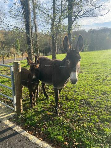 Asno Normand In vendita 2025 Baio