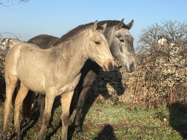 Puledro Lusitano In vendita 2025 Isabella ,  MAGISTRAL DE LA COMBE