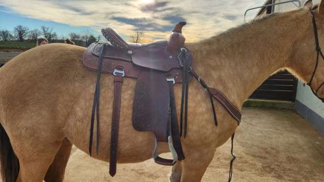 Sella western   16" - 2021