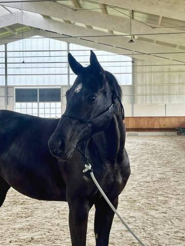 Cavalla Sella Francese In vendita 2016 Nero ,  United sunheup