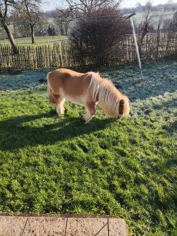 Cavalla Pony da Sella Belgio Da affidare 1999 Caffe latte