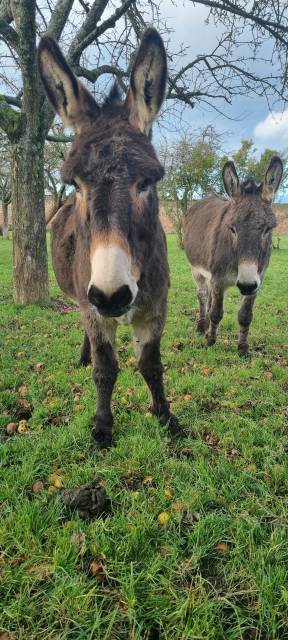 Asno Normand In vendita 2013 Baio