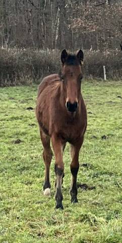 Puledro Sella Francese In vendita 2025 Baio