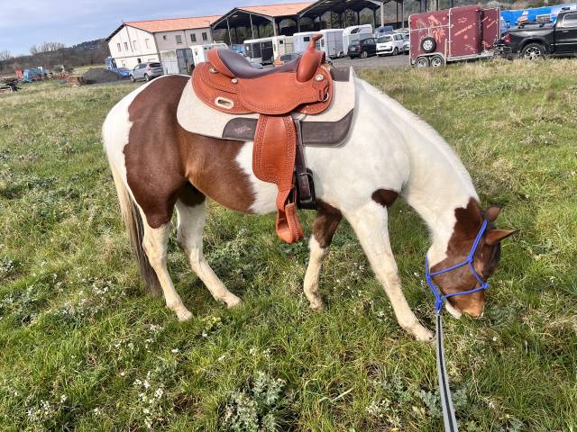 Sella western Pool's 3010 16" - 2025