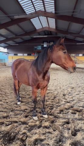Cavallo baio del 2012