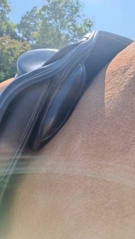 Sella da dressage Fairfax  18" - 2019