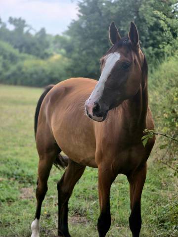 Cavalla Trottatore Francese In vendita 2022 Baio