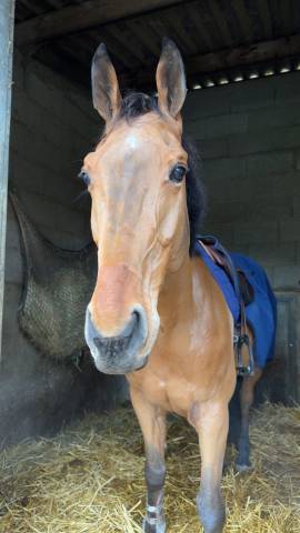 Castrone Sella Francese Noleggio 2015 Baio ,  ROCK N ROLL SEMILLY