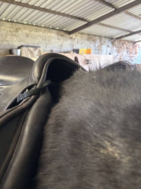 Sella da salto ostacoli Time Rider  17.5" - 2021