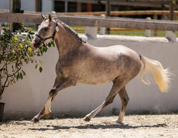 Cavalla Welsh Poney (Sezione B) In vendita 2023 Grigio ,  Boueben de Balizac