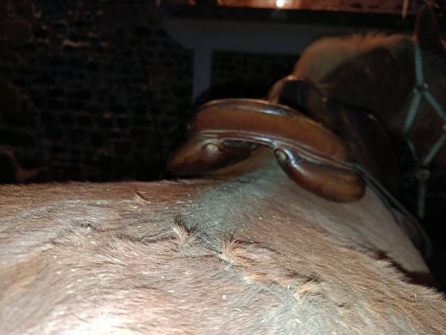 Sella da salto ostacoli Antar&egrave;s Alta&iuml;r 17.5" - 2010