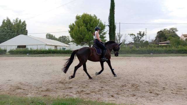 Cavalla da dressage in vendita