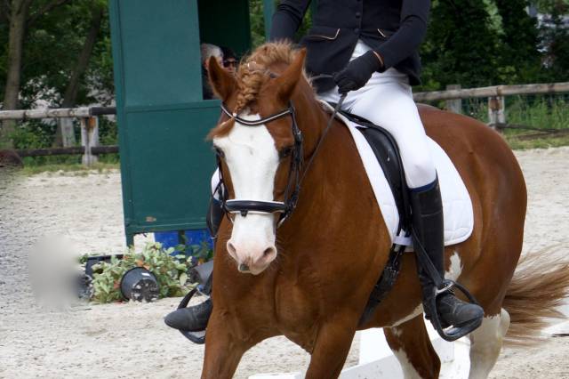 davids welsh dragon - Welsh Poney (Sezione D), Welsh Cob  2013 ,  Brynithon Models Magic